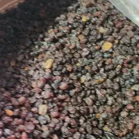 کشمش آفتابی پاک شده  کارتنی ۹ کیلویی|عمده‌فروشی|تاکستان, |دیوار