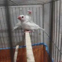 جفت فنـج نرگــسی