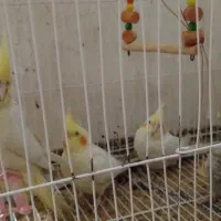 عروس هلندی و مرغ عشق