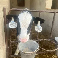 کار در گاوداری صنعتی