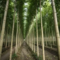 نهال کبوده برای باغات و پروژههای صنعتی