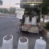 تخمه آفتاب گردان