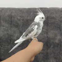 عروس هلندی دستی مهربون