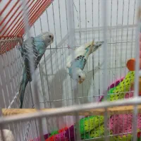 مرغ عشق آبی بسیار شلوغ|پرنده|سیاهکل, |دیوار