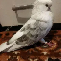 کفتر نوک قنار|پرنده|گلستان (تهران), |دیوار