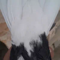 فروشی کله ای وچپی رامشیر|پرنده|بندر ماهشهر, |دیوار