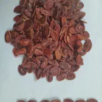 فروش تخمه برای صادرات