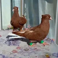 کبوترسرخ دم سفیدخال سیاه کاکلی رنگ خون وزرددم سفید