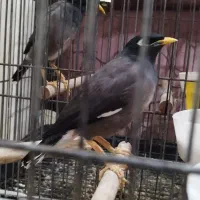 مرغ مینا سخنگو