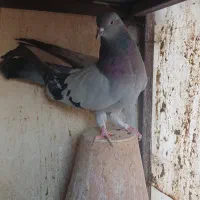 کبوتر اصفهانی