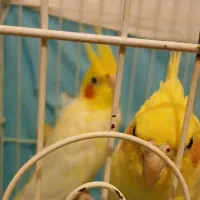 دوجفت عروس هلندی