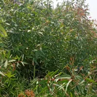 نهال لیمو،مرکبات اکالیپتوس نخل|خدمات باغبانی و درختکاری|جهرم, |دیوار