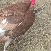 بوقلمون بزرگ|حیوانات مزرعه|دزفول, |دیوار