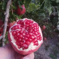 انار محلی درجه یک درب باغ|حراج|پیشوا, |دیوار