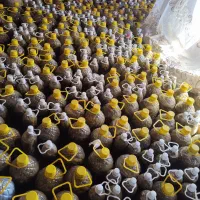 خیارشور نمکی درجه 1