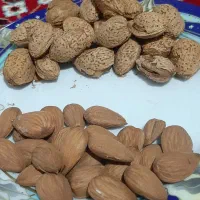 بادام کاغذی درجه یک