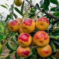 نهال عناب ازبک گردویی (سیبی) گلدانی