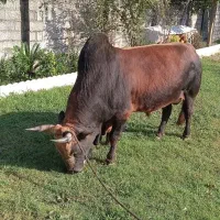 ورزا چالوسی ج