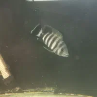 ماهی زندانی