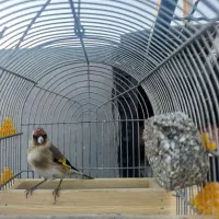 سهره دورگ سرسیاه|پرنده|فسا, |دیوار