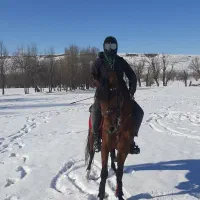 اسب کرد از شیر پسر طوفان آقای کیانی