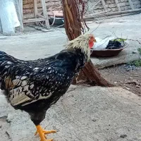 خروس ویاندوت سیلور|حیوانات مزرعه|مرند, |دیوار