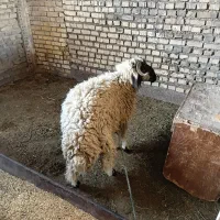 بره نر چاق