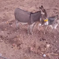 یک عدد الاغ با کره