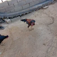 خروس لاری12ماهه بدونه مریضی|حیوانات مزرعه|تکاب, |دیوار