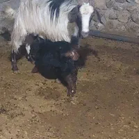 بز و بزغاله