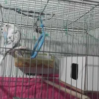 مرغ عشق|پرنده|پاوه, |دیوار