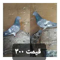 کفتر فروشی|پرنده|بم, |دیوار