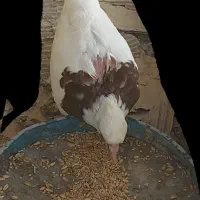 کفتر کبوتر طوق دمگیر|پرنده|اصفهان, مشکین|دیوار