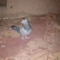 کبوتر|پرنده|گنبکی, |دیوار