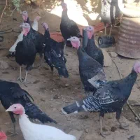 بوقلمون|حیوانات مزرعه|ششده و قره بلاغ, |دیوار