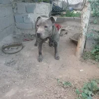 سگ بیت پول