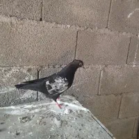 جفت کبوتر خوشگل|پرنده|رشت, یخسازی|دیوار