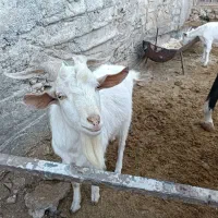 بز سانن|حیوانات مزرعه|صدرا-فارس, فاز ۲|دیوار