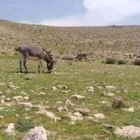 شیر الاغ تازه زا|خوردنی و آشامیدنی|شیراز, نصر|دیوار