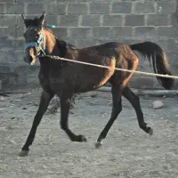 فروش نادیون ۲سال و نیم