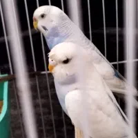 مرغ عشق ماده