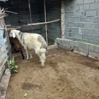 قوچ افشاری درجه یک خون بالا