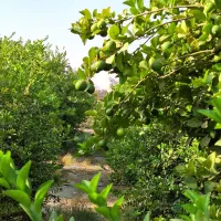 فروش باغ مرکبات|فروش دفتر صنعتی، کشاورزی، تجاری|بهبهان, |دیوار