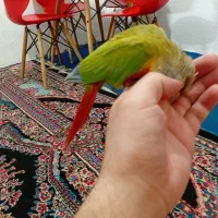 گرینچیک اناناسی