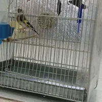 سهره کیاسر دهن بلبلی|پرنده|صباشهر, |دیوار