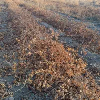 نهال انگور|خدمات باغبانی و درختکاری|خرمدشت, |دیوار