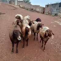 10عدد گوسفند داشتی