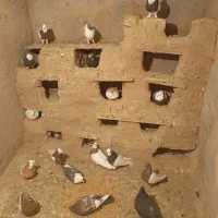 حرف ندارن 20عدد فقط به خاطر دون میفروشم230هزار تن|پرنده|جغتای, |دیوار