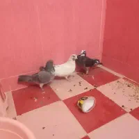 س تا کبوتر پرشی