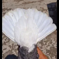 عروس هلندی پیدا شده اندیشه فاز۳